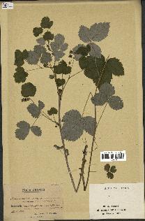 spécimen de Rubus idaeus