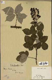 spécimen de Rubus tomentosus