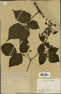 spécimen de Rubus mucronipetalus