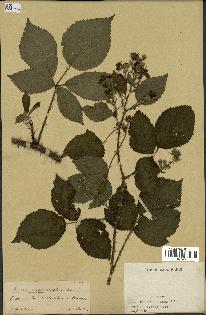 spécimen de Rubus carpinifolius