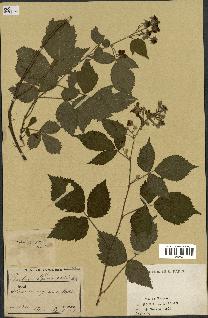 spécimen de Rubus sprengelii