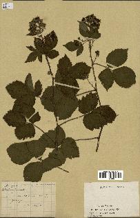 spécimen de Rubus nitidus