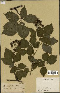 spécimen de Rubus gratus