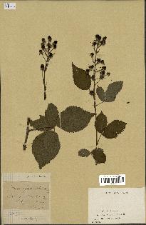 spécimen de Rubus fastigiatus