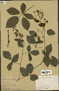 spécimen de Rubus divaricatus