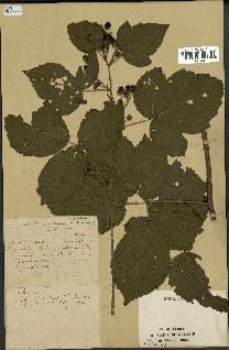 spécimen de Rubus sp.