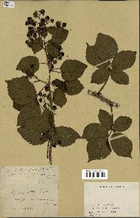 spécimen de Rubus plicatus