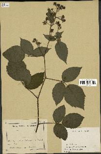 spécimen de Rubus sp.