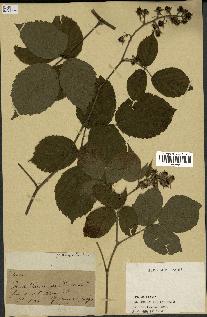 spécimen de Rubus sp.