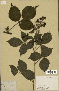 spécimen de Rubus sp.