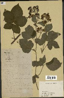 spécimen de Rubus sp.