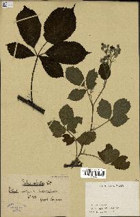 spécimen de Rubus sulcatus