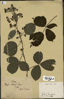 spécimen de Rubus sp.