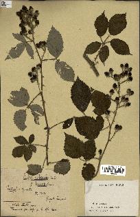 spécimen de Rubus villicaulis