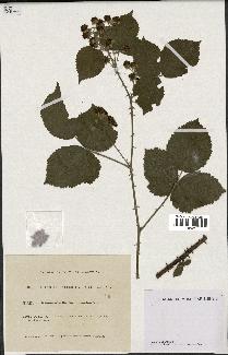 spécimen de Rubus ulmifolius x caesius