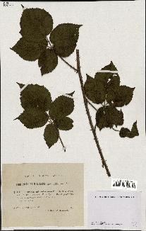 spécimen de Rubus spinosissimus