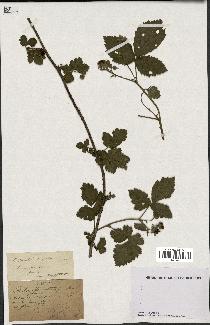 spécimen de Rubus spiculatus