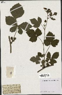 spécimen de Rubus nemorosus