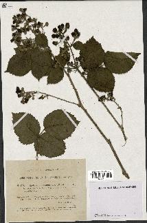 spécimen de Rubus nemorosus