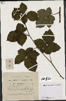 spécimen de Rubus nemorosus