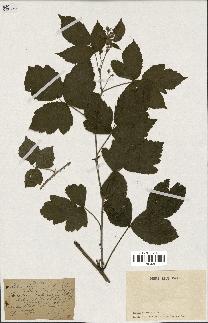 spécimen de Rubus ligerinus