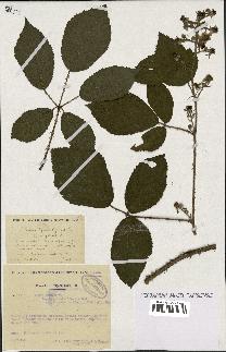 spécimen de Rubus fuscus