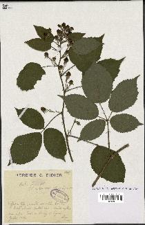 spécimen de Rubus fuscus