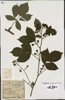 spécimen de Rubus apiculatus