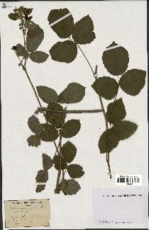 spécimen de Rubus conglomeratus