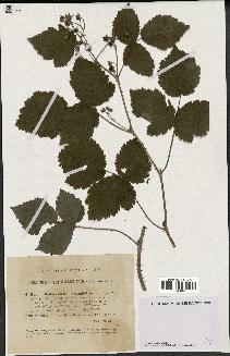 spécimen de Rubus caesius x ulmifolius