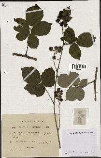 spécimen de Rubus caesius x ulmifolius