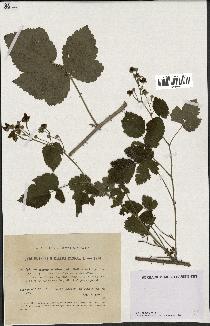 spécimen de Rubus caesius x ulmifolius