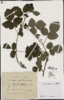 spécimen de Rubus caesius x ulmifolius