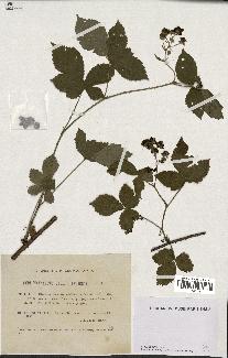 spécimen de Rubus caesius x bifrons