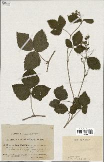 spécimen de Rubus caesius