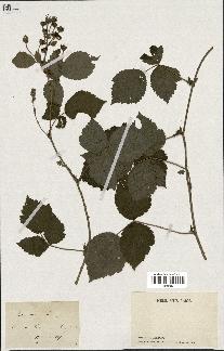 spécimen de Rubus caesius