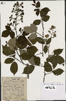 spécimen de Rubus ulmifolius