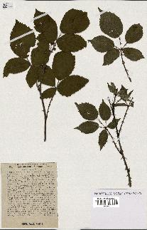 spécimen de Rubus plicatus