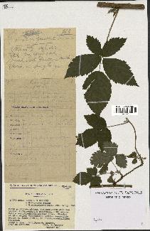 spécimen de Rubus roseiflorus