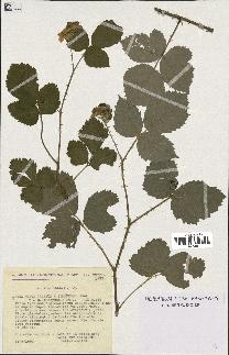 spécimen de Rubus leucophaeus