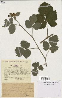 spécimen de Rubus leucophaeus