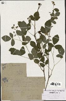 spécimen de Rubus leucophaeus