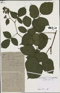 spécimen de Rubus serpens