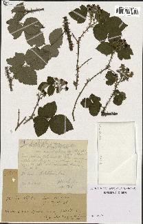 spécimen de Rubus amplifoliatus