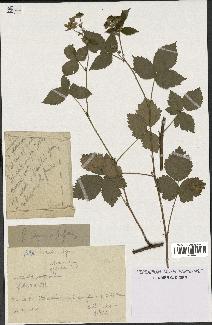 spécimen de Rubus caesius x bifrons