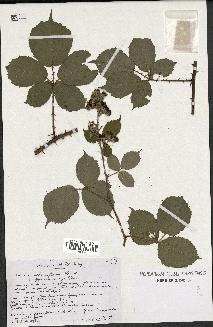 spécimen de Rubus alterniflorus