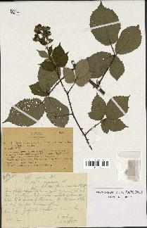 spécimen de Rubus argenteus