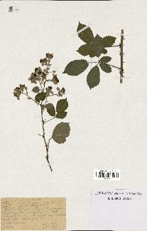 spécimen de Rubus argenteus