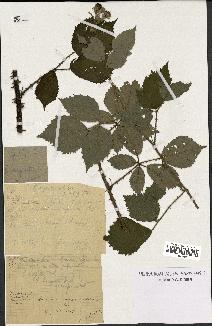 spécimen de Rubus argenteus