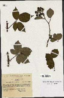 spécimen de Rubus argenteus